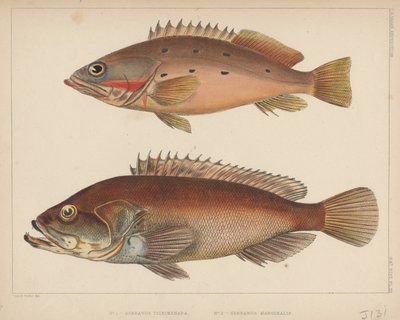 1. Serranus Tsirimenara, 2. Serranus Marginalis, 1855 da Bayard Taylor